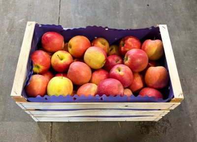 Foto Cripps Calibro 85/90 Origine Italia Marchio Coe       1